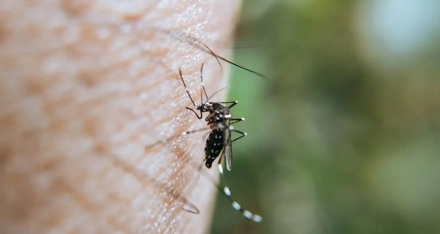 Perilaku Vektor Malaria Di Indonesia