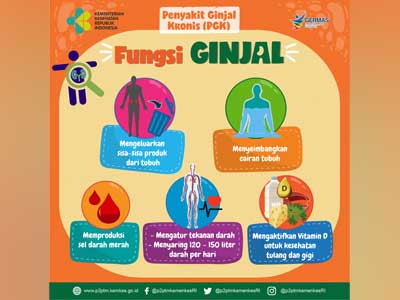 Media Infografis Apa Saja Fungsi Ginjal