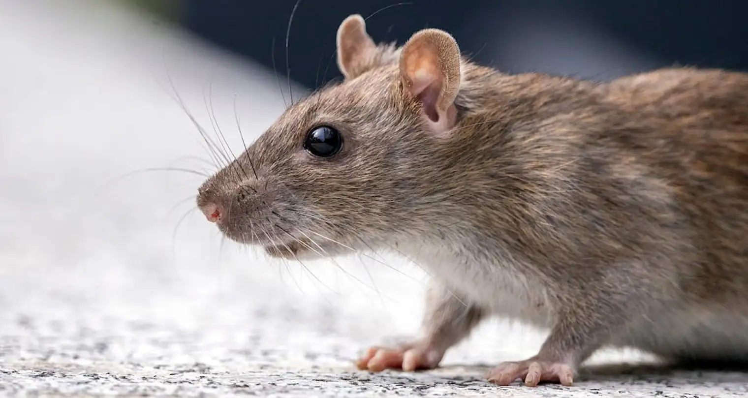 Ektoparasit Tikus, Si Kecil Penyebab Beberapa Penyakit