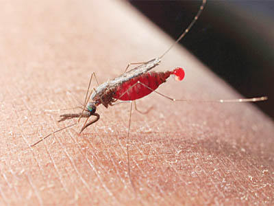 Indonesia Bebas Malaria 2030, Mungkinkah ?