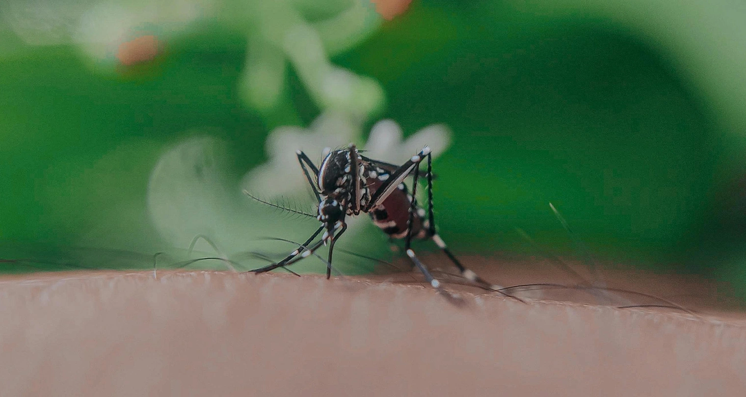 Dengue: Ancaman Tersembunyi di Balik Keseharian Kita