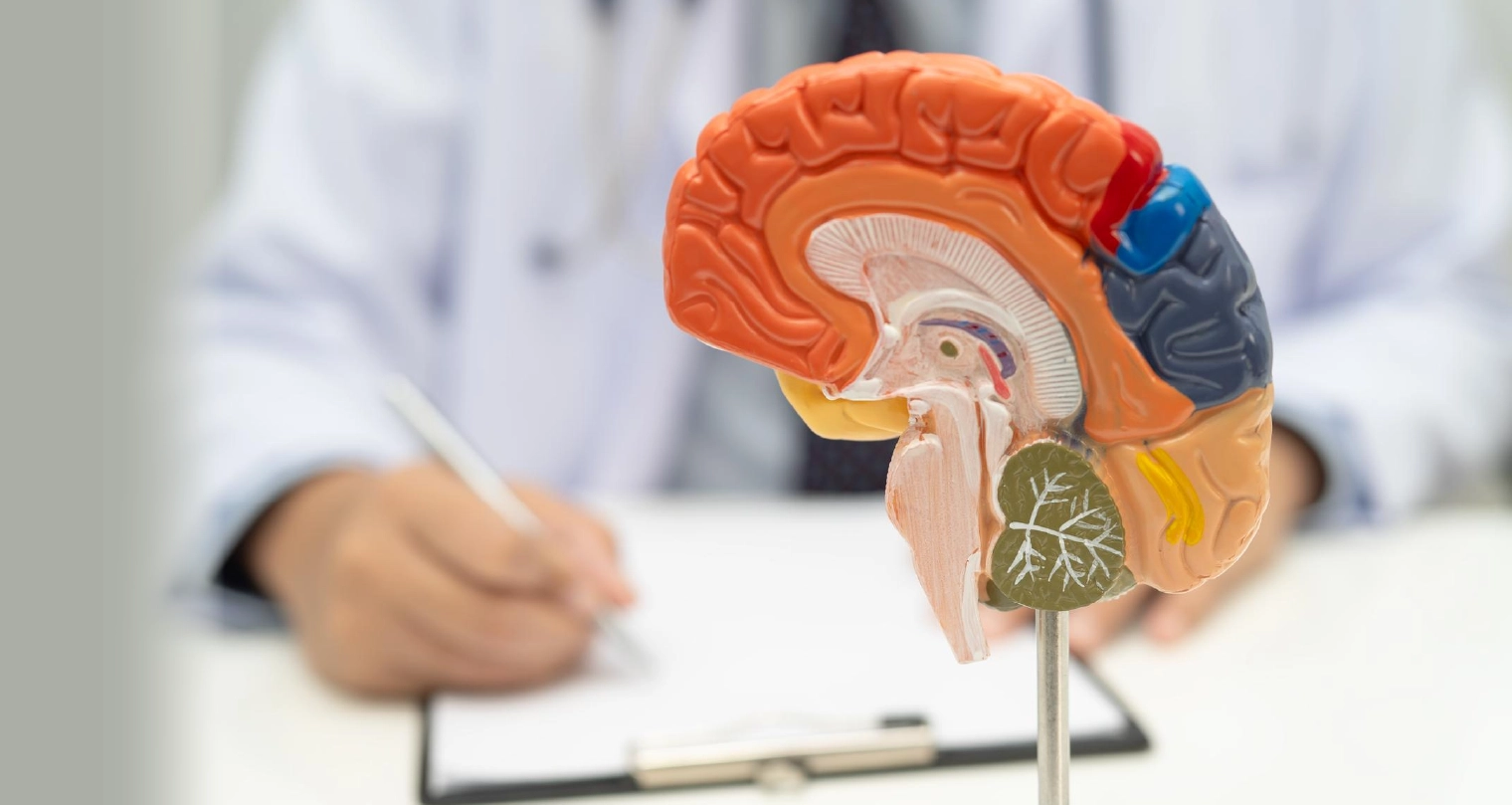 Mengenali Sang “Master Gland”, Kelenjar Pituitari